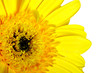 Yellow beautiful gerbera flower