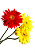 Three big gerbera isolated