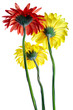 Three big gerbera isolated