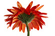 Red beautiful gerbera flower