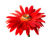 Red gerbera with the silver ring