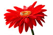 Red gerbera with the golden ring