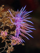 Illustration: Violette Fadenschnecke bei Eiablage (Flabelina affinis) Violette Fadenschnecke bei Eiablage (Flabelina affinis)