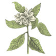 Gardénia