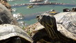 Video: Green turtle Green turtle