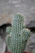 Hoodia gordonii - Apocynacées - Coupe-faim