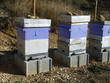 Apiculture - Ruche - Abeilles