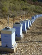 Apiculture - Ruches - Abeilles