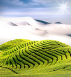 Dramatic clouds and tea garden for background or texture use