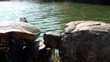 Video: Green turtle Green turtle