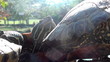 Video: Green turtle Green turtle