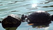 Video: Green turtle Green turtle