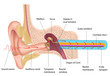 Mechanism of hearring, eps8
