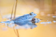 Moorfroschpärchen