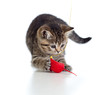 British kitten playing red mouse isolated British kitten playing red mouse isolated