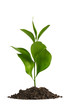 Heap dirt with a green plant