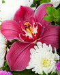 Orchid
