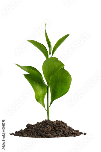 Photo: Heap dirt with a green plant Heap dirt with a green plant