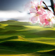 Nice golf place with sakura flower