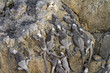 Marine iguanas