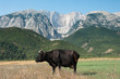 Cow And Mountains, Albania Cow And Mountains, Albania