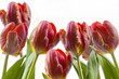 Tulpen mit Textfreiraum