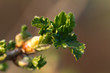 Knospe,Johannisbeere