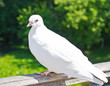 White dove