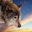 Head of wolf  against sunset
