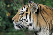 Foto: 1203058 - Tiger im Profil 1203058 - Tiger im Profil