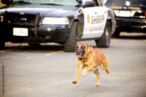 Photo: Running Police K9 Running Police K9