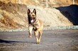 Running Police Dog