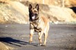 Malinois