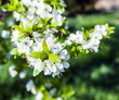 blooming tree blooming tree