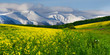 Spring in the foothills. Blooming field of yellow flowers