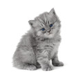 Scottish Kitty