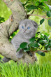 Scottish Kitty