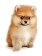 spitz dog