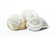 Schnecken