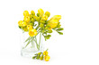 yellow freesia flowers