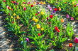 Spring field with blooming colorful tulips Spring field with blooming colorful tulips
