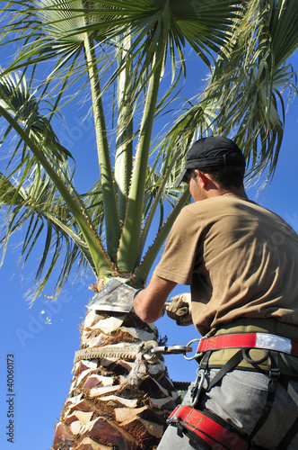 Photo: Palm Tree Specialist at Work Palm Tree Specialist at Work