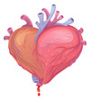 Vektor: Heart Heart