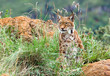 Lince iberico Lince iberico