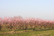 peschi in fiore
