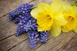Spring bouguet of muscari and daffodil flowers Spring bouguet of muscari and daffodil flowers