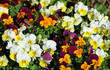 Hornveilchen, Viola cornuta, horned pansy, tufted pansy
