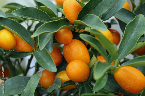 Photo: cultivation of citrus fruits of all kinds in a greenhouse cultivation of citrus fruits of all kinds in a greenhouse