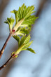green new buds on brown branch of tree in spring season green new buds on brown branch of tree in spring season