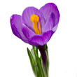 Crocus. Crocus.